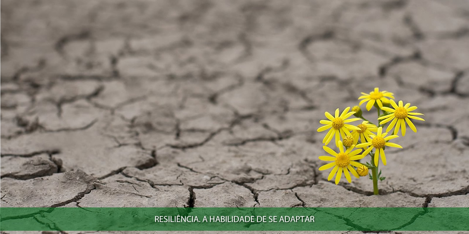 RESILIÊNCIA. HABILIDADE QUE FAZ TODA DIFERENÇA NA VIDA PESSOAL E CORPORATIVA
